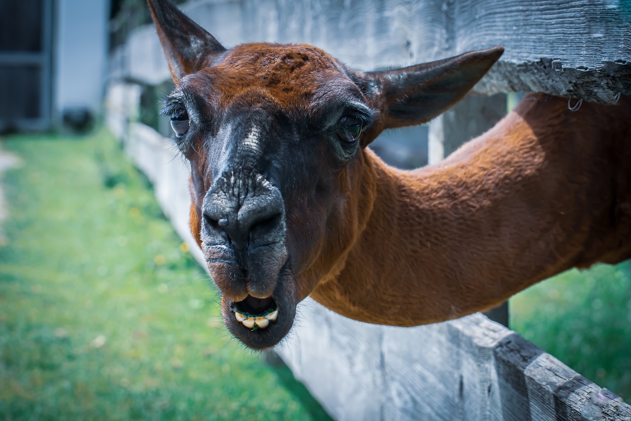 The Dilemmas of Ethics in Veterinary Medicine